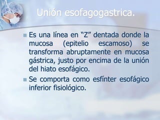 Unión esofagogastrica. 
 Es una línea en “Z” dentada donde la 
mucosa (epitelio escamoso) se 
transforma abruptamente en mucosa 
gástrica, justo por encima de la unión 
del hiato esofágico. 
 Se comporta como esfínter esofágico 
inferior fisiológico. 
 