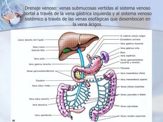 Drenaje venoso: venas submucosas vertidas al sistema venoso 
portal a través de la vena gástrica izquierda y al sistema venoso 
sistémico a través de las venas esofágicas que desembocan en 
la vena ácigos. 
 