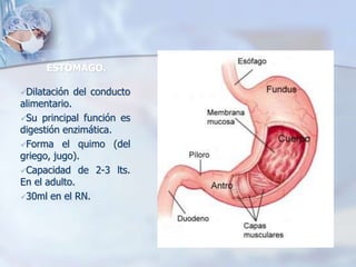 ESTÓMAGO. 
Dilatación del conducto 
alimentario. 
Su principal función es 
digestión enzimática. 
Forma el quimo (del 
griego, jugo). 
Capacidad de 2-3 lts. 
En el adulto. 
30ml en el RN. 
 