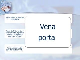 Venas gástricas derecha 
e izquierda 
Venas Gástricas cortas y 
gastroomental izquierda: 
drenan a la esplénica 
junto con la VMS. 
Vena gastroomental 
derecha vierte en VMS. 
Vena 
porta. 
 