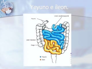 Yeyuno e íleon. 
 