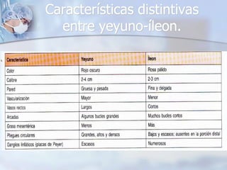 Características distintivas 
entre yeyuno-íleon. 
 