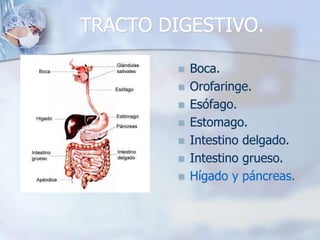TRACTO DIGESTIVO. 
 Boca. 
 Orofaringe. 
 Esófago. 
 Estomago. 
 Intestino delgado. 
 Intestino grueso. 
 Hígado y páncreas. 
 