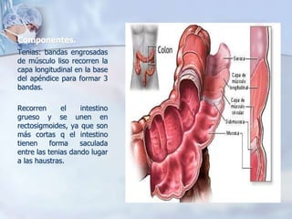 Componentes. 
Tenias: bandas engrosadas 
de músculo liso recorren la 
capa longitudinal en la base 
del apéndice para formar 3 
bandas. 
Recorren el intestino 
grueso y se unen en 
rectosigmoides, ya que son 
más cortas q el intestino 
tienen forma saculada 
entre las tenias dando lugar 
a las haustras. 
 