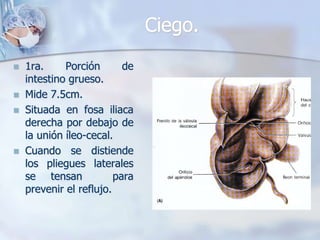 Ciego. 
 1ra. Porción de 
intestino grueso. 
 Mide 7.5cm. 
 Situada en fosa iliaca 
derecha por debajo de 
la unión íleo-cecal. 
 Cuando se distiende 
los pliegues laterales 
se tensan para 
prevenir el reflujo. 
 
