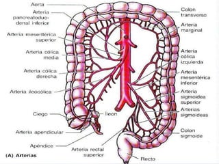 VASCULARIZACIÓN DEL 
INTESTINO GRUESO. 
 