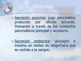 Páncreas. 
 Secreción exocrina: jugo pancreático 
producido por células acinares. 
Drenando a través de los conductos 
pancreáticos principal y accesorio. 
 Secreción endocrina: glucagón e 
insulina en islotes de langerhans que 
es vertida a la sangre. 
 