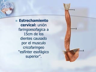  Estrechamiento 
cervical: unión 
faringoesofagica a 
15cm de los 
dientes causado 
por el musculo 
cricofaringeo 
“esfínter esofágico 
superior”. 
 