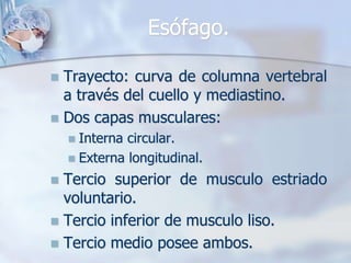 Esófago. 
 Trayecto: curva de columna vertebral 
a través del cuello y mediastino. 
 Dos capas musculares: 
 Interna circular. 
 Externa longitudinal. 
 Tercio superior de musculo estriado 
voluntario. 
 Tercio inferior de musculo liso. 
 Tercio medio posee ambos. 
 