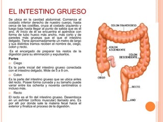 EL INTESTINO GRUESO
Se ubica en la cavidad abdominal. Comienza el
costado inferior derecho de nuestro cuerpo, hasta
cerca de las costillas, cruza al costado izquierdo y
luego baja hasta llegar al punto de salida que es el
ano. Al inicio de él se encuentra el apéndice con
forma de tubo hueco más ancho, más corto y de
paredes más gruesas que el que el intestino
delgado. Tiene aproximadamente un metro de largo
y sus distintos tramos reciben el nombre de, ciego,
colon y recto.
Es el encargado de preparar los restos de la
digestión para su eliminación y expulsarlos.
Partes
 Ciego
Es la parte inicial del intestino grueso conectada
con el intestino delgado. Mide de 5 a 8 cm.
 Colon
Es la parte del intestino grueso que se ubica antes
del recto. Posee forma curvada y su tamaño puede
variar entre los ochenta y noventa centímetros o
incluso más.
 Recto
El recto es el fin del intestino grueso. Desemboca
en un esfínter (orificio muscular) llamado ano. Es
por allí por donde sale la materia fecal hacia el
exterior y finaliza el proceso de la digestión.
 