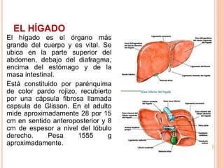 EL HÍGADO
El hígado es el órgano más
grande del cuerpo y es vital. Se
ubica en la parte superior del
abdomen, debajo del diafragma,
encima del estómago y de la
masa intestinal.
Está constituido por parénquima
de color pardo rojizo, recubierto
por una cápsula fibrosa llamada
capsula de Glisson. En el adulto
mide aproximadamente 28 por 15
cm en sentido anteroposterior y 8
cm de espesor a nivel del lóbulo
derecho. Pesa 1555 g
aproximadamente.
 