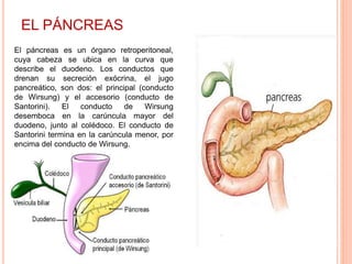 EL PÁNCREAS
El páncreas es un órgano retroperitoneal,
cuya cabeza se ubica en la curva que
describe el duodeno. Los conductos que
drenan su secreción exócrina, el jugo
pancreático, son dos: el principal (conducto
de Wirsung) y el accesorio (conducto de
Santorini). El conducto de Wirsung
desemboca en la carúncula mayor del
duodeno, junto al colédoco. El conducto de
Santorini termina en la carúncula menor, por
encima del conducto de Wirsung.
 