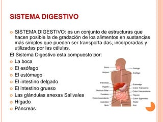 SISTEMA DIGESTIVO
 SISTEMA DIGESTIVO: es un conjunto de estructuras que
hacen posible la de gradación de los alimentos en sustancias
más simples que pueden ser transporta das, incorporadas y
utilizadas por las células.
El Sistema Digestivo esta compuesto por:
 La boca
 El esófago
 El estómago
 El intestino delgado
 El intestino grueso
 Las glándulas anexas Salivales
 Hígado
 Páncreas
 