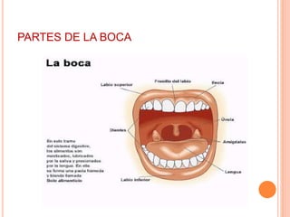 PARTES DE LA BOCA
 