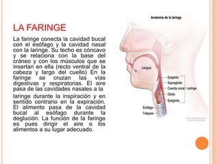 LA FARINGE
La faringe conecta la cavidad bucal
con el esófago y la cavidad nasal
con la laringe. Su techo es cóncavo
y se relaciona con la base del
cráneo y con los músculos que se
insertan en ella (recto ventral de la
cabeza y largo del cuello) En la
faringe se cruzan las vías
digestivas y respiratorias. El aire
pasa de las cavidades nasales a la
laringe durante la inspiración y en
sentido contrario en la expiración.
El alimento pasa de la cavidad
bucal al esófago durante la
deglución. La función de la faringe
es pues dirigir el aire o los
alimentos a su lugar adecuado.
 