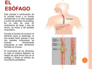 EL
ESÓFAGO
Está ubicado a continuación de
la cavidad bucal y su formar
corresponde a un tubo alargado
y hueco de paredes musculares.
Es un tubo de unos 25
centímetros de largo y tres de
ancho, es hueco y de paredes
musculares.
Cumple la función de conducir el
alimento hacia el estómago, lo
que puede hacer gracias a que
sus paredes musculares se
mueven rítmicamente
empujando el bolo alimenticio
formado en la boca.
El movimiento de los alimentos
en todo el sistema digestivo se
realiza de igual forma que en el
esófago y recibe el nombre de
movimiento peristáltico.
 