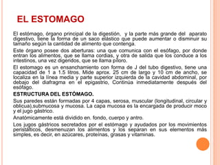 EL ESTOMAGO
El estómago, órgano principal de la digestión, y la parte más grande del aparato
digestivo, tiene la forma de un saco elástico que puede aumentar o disminuir su
tamaño según la cantidad de alimento que contenga.
Este órgano posee dos aberturas: una que comunica con el esófago, por donde
entran los alimentos, que se llama cordias, y otra de salida que los conduce a los
intestinos, una vez digeridos, que se llama píloro.
El estomago es un ensanchamiento con forma de J del tubo digestivo, tiene una
capacidad de 1 a 1.5 litros. Mide aprox. 25 cm de largo y 10 cm de ancho, se
localiza en la línea media y parte superior izquierda de la cavidad abdominal, por
debajo del diafragma en el epigastrio, Continúa inmediatamente después del
esófago.
ESTRUCTURA DEL ESTÓMAGO.
Sus paredes están formadas por 4 capas, serosa, muscular (longitudinal, circular y
oblicua),submucosa y mucosa. La capa mucosa es la encargada de producir moco
y el jugo gástrico.
Anatómicamente está dividido en. fondo, cuerpo y antro.
Los jugos gástricos secretados por el estómago y ayudados por los movimientos
peristálticos, desmenuzan los alimentos y los separan en sus elementos más
simples, es decir, en azúcares, proteínas, grasas y vitaminas.
 