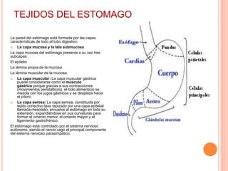 TEJIDOS DEL ESTOMAGO
La pared del estómago está formada por las capas
características de todo el tubo digestivo:
 La capa mucosa y la tela submucosa
La capa mucosa del estómago presenta a su vez tres
subcapas:
El epitelio
La lámina propia de la mucosa.
La lámina muscular de la mucosa.
 La capa muscular: La capa muscular gástrica
puede considerarse como el músculo
gástrico porque gracias a sus contracciones
(movimientos peristálticos) el bolo alimenticio se
mezcla con los jugos gástricos y se desplaza hacia
el píloro.
 La capa serosa: La capa serosa, constituida por
tejido conectivo laxo tapizado por una capa epitelial
llamada mesotelio, envuelve al estómago en toda su
extensión, expandiéndose en sus curvaturas para
formar el omento menor, el omento mayor y el
ligamiento gastrofrénico.
El estómago está controlado por el sistema nervioso
autónomo, siendo el nervio vago el principal componente
del sistema nervioso parasimpático.
 