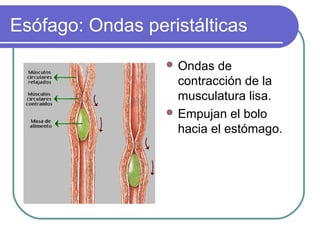 Esófago: Ondas peristálticas
 Ondas de
contracción de la
musculatura lisa.
 Empujan el bolo
hacia el estómago.
 