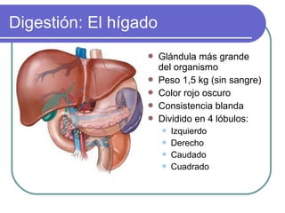 Digestión: El hígado
 Glándula más grande
del organismo
 Peso 1,5 kg (sin sangre)
 Color rojo oscuro
 Consistencia blanda
 Dividido en 4 lóbulos:
 Izquierdo
 Derecho
 Caudado
 Cuadrado
 