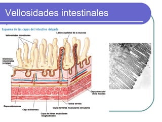 Vellosidades intestinales
 