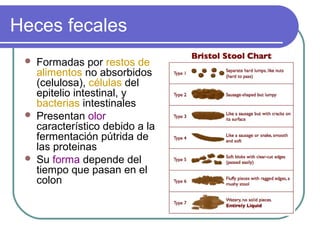 Heces fecales
 Formadas por restos de
alimentos no absorbidos
(celulosa), células del
epitelio intestinal, y
bacterias intestinales
 Presentan olor
característico debido a la
fermentación pútrida de
las proteinas
 Su forma depende del
tiempo que pasan en el
colon
 