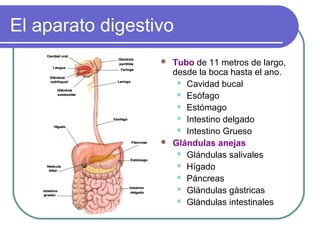 El aparato digestivo
 Tubo de 11 metros de largo,
desde la boca hasta el ano.
 Cavidad bucal
 Esófago
 Estómago
 Intestino delgado
 Intestino Grueso
 Glándulas anejas
 Glándulas salivales
 Hígado
 Páncreas
 Glándulas gástricas
 Glándulas intestinales
 