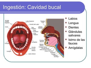 Ingestión: Cavidad bucal
 Labios
 Lengua
 Dientes
 Glándulas
salivares
 Istmo de las
fauces
 Amígdalas
 