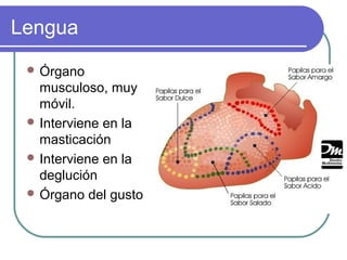 Lengua
 Órgano
musculoso, muy
móvil.
 Interviene en la
masticación
 Interviene en la
deglución
 Órgano del gusto
 