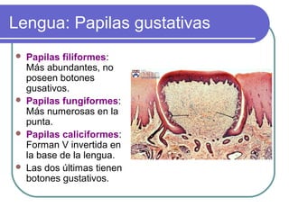 Lengua: Papilas gustativas
 Papilas filiformes:
Más abundantes, no
poseen botones
gusativos.
 Papilas fungiformes:
Más numerosas en la
punta.
 Papilas caliciformes:
Forman V invertida en
la base de la lengua.
 Las dos últimas tienen
botones gustativos.
 