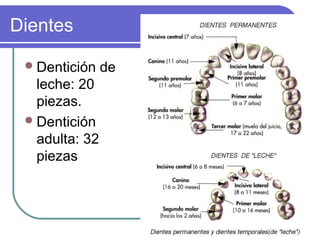 Dientes
Dentición de
leche: 20
piezas.
Dentición
adulta: 32
piezas
 