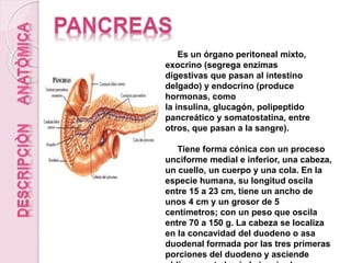 Es un órgano peritoneal mixto,
exocrino (segrega enzimas
digestivas que pasan al intestino
delgado) y endocrino (produce
hormonas, como
la insulina, glucagón, polipeptido
pancreático y somatostatina, entre
otros, que pasan a la sangre).
Tiene forma cónica con un proceso
unciforme medial e inferior, una cabeza,
un cuello, un cuerpo y una cola. En la
especie humana, su longitud oscila
entre 15 a 23 cm, tiene un ancho de
unos 4 cm y un grosor de 5
centímetros; con un peso que oscila
entre 70 a 150 g. La cabeza se localiza
en la concavidad del duodeno o asa
duodenal formada por las tres primeras
porciones del duodeno y asciende
 
