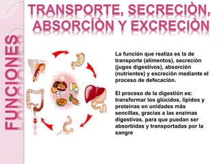 La función que realiza es la de
transporte (alimentos), secreción
(jugos digestivos), absorción
(nutrientes) y excreción mediante el
proceso de defecación.
El proceso de la digestión es:
transformar los glúcidos, lípidos y
proteínas en unidades más
sencillas, gracias a las enzimas
digestivas, para que puedan ser
absorbidas y transportadas por la
sangre
 