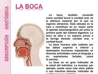 La boca, también conocida
como cavidad bucal o cavidad oral, es
la abertura corporal por la que se
ingieren alimentos. Está ubicada en la
cara y constituye en su mayor parte
el aparato estomatognático así como la
primera parte del sistema digestivo. La
boca se abre a un espacio previo a
la faringe llamado cavidad oral, o
cavidad bucal.
La boca humana está cubierta por
los labios superior e inferior y
desempeña funciones importantes en
diversas actividades como el lenguaje y
en expresiones faciales, como
la sonrisa.
La boca es un gran indicador de
la salud del individuo. La mucosa, por
ejemplo, puede verse más clara, pálida
o con manchas blancas, indicador de
 
