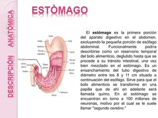 El estómago es la primera porción
del aparato digestivo en el abdomen,
excluyendo la pequeña porción de esófago
abdominal. Funcionalmente podría
describirse como un reservorio temporal
del bolo alimenticio, deglutido hasta que se
procede a su tránsito intestinal, una vez
bien mezclado en el estómago. Es un
ensanchamiento del tubo digestivo de
diámetro entre los 8 y 11 cm situado a
continuación del esófago. Sirve para que el
bolo alimenticio se transforme en una
papilla que de ahí en adelante será
llamada quimo. En el estómago se
encuentran en torno a 100 millones de
neuronas, motivo por el cual se le suele
llamar ″segundo cerebro.″
 