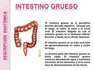 DESCRIPCIONANATÒMICA
El intestino grueso es la penúltima
porción del tubo digestivo, formada por
el ciego, el colon, el recto y el canal
anal. El intestino delgado se une al
intestino grueso en el abdomen inferior
derecho a través de la válvula ileocecal.
El intestino grueso es un tubo muscular
de aproximadamente un metro y medio
de largo.
La primera parte del intestino grueso se
llama ciego. El intestino grueso
continúa absorbiendo agua y nutrientes
minerales de los alimentos y sirve como
área de almacenamiento de las heces.
 