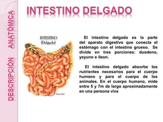 El intestino delgado es la parte
del aparato digestivo que conecta el
estómago con el intestino grueso. Se
divide en tres porciones: duodeno,
yeyuno e íleon.
El intestino delgado absorbe los
nutrientes necesarios para el cuerpo
humano y para el cuerpo de los
animales. En el cuerpo humano, mide
entre 5 y 7m de largo aproximadamente
en una persona viva
 