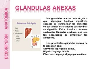 Las glándulas anexas son órganos
que segregan líquidos digestivos
capaces de transformar los alimentos
en sustancias más simples para facilitar
su digestión. Estos líquidos contienen
sustancias llamadas enzimas, que son
los encargados de simplificar los
alimentos.
Las principales glándulas anexas de
la digestión son:
Salivales: segregan la saliva.
Hígado: segrega la bilis.
Páncreas : segrega el jugo pancreático.
 