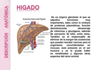 Es un órgano glandular al que se
adjudica funciones muy
importantes, tales como la síntesis
de proteínas plasmáticas, función
desintoxicante, almacenaje
de vitaminas y glucógeno, además
de secreción de bilis, entre otras.
También es el responsable de
eliminar de la sangre las sustancias
que puedan resultar nocivas para el
organismo, convirtiéndolas en
inocuas; está presente en el ser
humano y se le puede hallar
en vertebrados y algunas otras
especies del reino animal.
 