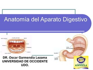 Anatomía del Aparato Digestivo
DR. Oscar Garmendia Lezama
UNIVERSIDAD DE OCCIDENTE
UDO.
 