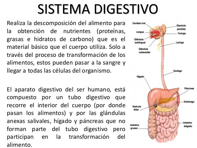Aparato digestivo