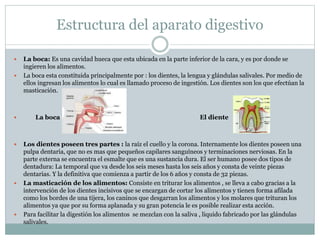 Estructura del aparato digestivo
 La boca: Es una cavidad hueca que esta ubicada en la parte inferior de la cara, y es por donde se
ingieren los alimentos.
 La boca esta constituida principalmente por : los dientes, la lengua y glándulas salivales. Por medio de
ellos ingresan los alimentos lo cual es llamado proceso de ingestión. Los dientes son los que efectúan la
masticación.
 La boca El diente
 Los dientes poseen tres partes : la raíz el cuello y la corona. Internamente los dientes poseen una
pulpa dentaria, que no es mas que pequeños capilares sanguíneos y terminaciones nerviosas. En la
parte externa se encuentra el esmalte que es una sustancia dura. El ser humano posee dos tipos de
dentadura: La temporal que va desde los seis meses hasta los seis años y consta de veinte piezas
dentarias. Y la definitiva que comienza a partir de los 6 años y consta de 32 piezas.
 La masticación de los alimentos: Consiste en triturar los alimentos , se lleva a cabo gracias a la
intervención de los dientes incisivos que se encargan de cortar los alimentos y tienen forma afilada
como los bordes de una tijera, los caninos que desgarran los alimentos y los molares que trituran los
alimentos ya que por su forma aplanada y su gran potencia le es posible realizar esta acción.
 Para facilitar la digestión los alimentos se mezclan con la saliva , liquido fabricado por las glándulas
salivales.
 