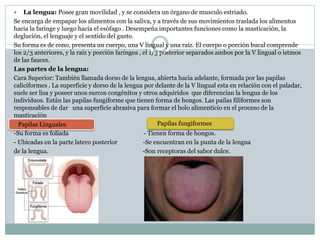  La lengua: Posee gran movilidad , y se considera un órgano de musculo estriado.
Se encarga de empapar los alimentos con la saliva, y a través de sus movimientos traslada los alimentos
hacia la faringe y luego hacia el esófago . Desempeña importantes funciones como la masticación, la
deglución, el lenguaje y el sentido del gusto.
Su forma es de cono, presenta un cuerpo, una V lingual y una raíz. El cuerpo o porción bucal comprende
los 2/3 anteriores, y la raíz y porción faríngea , el 1/3 posterior separados ambos por la V lingual o istmos
de las fauces.
Las partes de la lengua:
Cara Superior: También llamada dorso de la lengua, abierta hacia adelante, formada por las papilas
caliciformes . La superficie y dorso de la lengua por delante de la V lingual esta en relación con el paladar,
suele ser lisa y poseer unos surcos congénitos y otros adquiridos que diferencian la lengua de los
individuos. Están las papilas fungiforme que tienen forma de hongos. Las pailas filiformes son
responsables de dar una superficie abrasiva para formar el bolo alimenticio en el proceso de la
masticación
-Su forma es foliada - Tienen forma de hongos.
- Ubicadas en la parte latero posterior -Se encuentran en la punta de la lengua
de la lengua. -Son receptoras del sabor dulce.
Papilas Linguales Papilas fungiformes
 