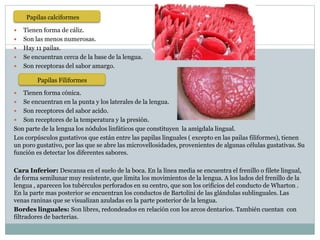  Tienen forma de cáliz.
 Son las menos numerosas.
 Hay 11 pailas.
 Se encuentran cerca de la base de la lengua.
 Son receptoras del sabor amargo.
 Tienen forma cónica.
 Se encuentran en la punta y los laterales de la lengua.
 Son receptores del sabor acido.
 Son receptores de la temperatura y la presión.
Son parte de la lengua los nódulos linfáticos que constituyen la amígdala lingual.
Los corpúsculos gustativos que están entre las papilas linguales ( excepto en las pailas filiformes), tienen
un poro gustativo, por las que se abre las microvellosidades, provenientes de algunas células gustativas. Su
función es detectar los diferentes sabores.
Cara Inferior: Descansa en el suelo de la boca. En la línea media se encuentra el frenillo o filete lingual,
de forma semilunar muy resistente, que limita los movimientos de la lengua. A los lados del frenillo de la
lengua , aparecen los tubérculos perforados en su centro, que son los orificios del conducto de Wharton .
En la parte mas posterior se encuentran los conductos de Bartolini de las glándulas sublinguales. Las
venas raninas que se visualizan azuladas en la parte posterior de la lengua.
Bordes linguales: Son libres, redondeados en relación con los arcos dentarios. También cuentan con
filtradores de bacterias.
Papilas calciformes
Papilas Filiformes
 