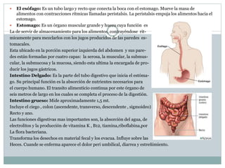  El esófago: Es un tubo largo y recto que conecta la boca con el estomago. Mueve la masa de
alimentos con contracciones rítmicas llamadas peristalsis. La peristalsis empuja los alimentos hacia el
estomago.
 Estomago: Es un órgano muscular grande y hueco cuya función es
La de servir de almacenamiento para los alimentos, contrayéndose rit-
micamente para mezclarlos con los jugos producidos de las paredes es-
tomacales.
Esta ubicado en la porción superior izquierda del abdomen y sus pare-
des están formadas por cuatro capas: la serosa, la muscular, la submus-
cular, la submucosa y la mucosa, siendo esta ultima la encargada de pro-
ducir los jugos gástricos.
Intestino Delgado: Es la parte del tubo digestivo que inicia el estóma-
go. Su principal función es la absorción de nutrientes necesarios para
el cuerpo humano. El transito alimenticio continua por este órgano de
seis metros de largo en los cuales se completa el proceso de la digestión.
Intestino grueso: Mide aproximadamente 1,5 mt.
Incluye el ciego , colon (ascendente, transverso, descendente , sigmoideo)
Recto y ano.
Las funciones digestivas mas importantes son, la absorción del agua, de
electrolitos y la producción de vitamina K , B12, tiamina,riboflabina,por
La flora bacteriana.
Transforma los desechos en material fecal y los evacua. Influye sobre las
Heces. Cuande se enferma aparece el dolor peri umbilical, diarrea y estreñimiento.
 