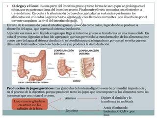  El ciego y el íleon: Es una parte del intestino grueso y tiene forma de saco y que se prolonga en el
colon, que es parte mas larga del intestino grueso. Finalmente el recto comunica con el exterior a
través del ano. Respecto a la eliminación de desechos, no todas las sustancias que forman los
alimentos son utilizados o aprovechados, algunos de ellos llamados nutrientes , son absorbidas por el
torrente sanguíneo , a nivel del intestino delgado.
El resto de lo consumido pasa al intestino grueso, conocido como colon, lugar donde se produce la
absorción del agua , que ingresa al sistema circulatorio.
Al perder esa masa semi liquida el agua que llega al intestino grueso se transforma en una masa solida. En
todo el proceso digestivo se han ido agregando que han permitido la transformación de los alimentos; este
nuevo paso del agua al sistema circulatorio es beneficioso para el organismo, porque así se evita que sea
eliminada totalmente como desechos fecales y se produzca la deshidratación.
Producción de jugos gástricos: Las glándulas del sistema digestivo son de primordial importancia ,
en el proceso de la digestión, porque producen tanto los jugos que descomponen a los alimentos como las
hormonas que controlan el proceso.
Las primeras glándulas
en actuar son las
salivales de la boca
Amilasa Digiere el almidón y lo
transforma en molécula
Lisozima
Actúa eliminando
bacterias, GRAM+ ,por
lisis.
 