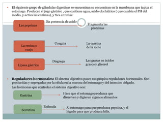  El siguiente grupo de glándulas digestivas se encuentran se encuentran en la membrana que tapiza el
estomago. Producen el jugo gástrico , que contiene agua, acido clorhídrico ( que cambia el PH del
medio, y activa las enzimas), y tres enzimas:
 Reguladores hormonales: El sistema digestivo posee sus propios reguladores hormonales. Son
producidas y segregadas por la célula en la mucosa del estomago y del intestino delgado.
Las hormonas que controlan el sistema digestivo son:
Las pepsinas
En presencia de acido
Fragmenta las
proteínas
Coagula La caseína
de la leche
Lipasa gástrica
Disgrega Las grasas en ácidos
grasos y glicerol
La renina o
cuajo
Gastrina
Hace que el estomago produzca que
disuelven y digieren algunos alimentos
Secretina
Estimula Al estomago para que produzca pepsina, y el
hígado para que produzca bilis.
 