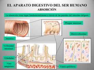 La absorción tiene lugar fundamentalmente a través de las paredes del intestino delgado
Pliegue intestinal
Intestino
Microvellosidad
Glándulas
Vasos quilíferos
Vaso
sanguíneo
Vellosidad
intestinal
EL APARATO DIGESTIVO DEL SER HUMANO
ABSORCIÓN
 