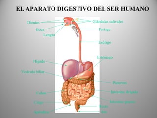 EL APARATO DIGESTIVO DEL SER HUMANO
Dientes
Lengua
Glándulas salivales
Estómago
Vesícula biliar
Colon
Ciego
Apéndice
Hígado
Páncreas
Intestino delgado
Intestino grueso
Recto
Ano
Esófago
FaringeBoca
 