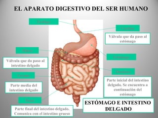 Parte inicial del intestino
delgado. Se encuentra a
continuación del
estómago
Parte media del
intestino delgado
Válvula que da paso al
intestino delgado
Válvula que da paso al
estómago
Parte final del intestino delgado.
Comunica con el intestino grueso
Esófago
Estómago
Cardias
Píloro
Duodeno
Yeyuno
Íleon
EL APARATO DIGESTIVO DEL SER HUMANO
ESTÓMAGO E INTESTINO
DELGADO
 